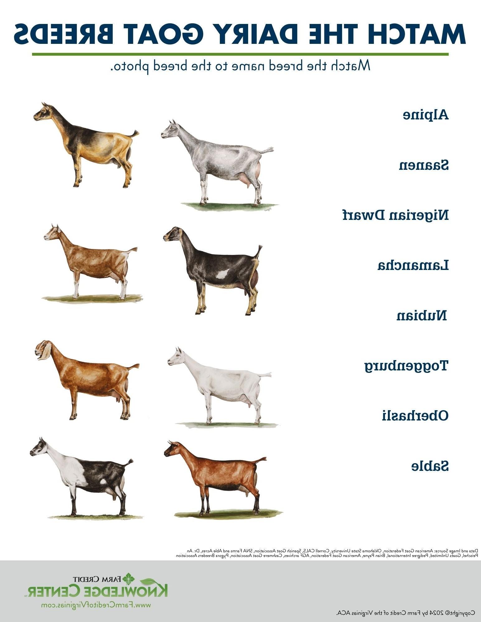 dairy goat breed worksheet