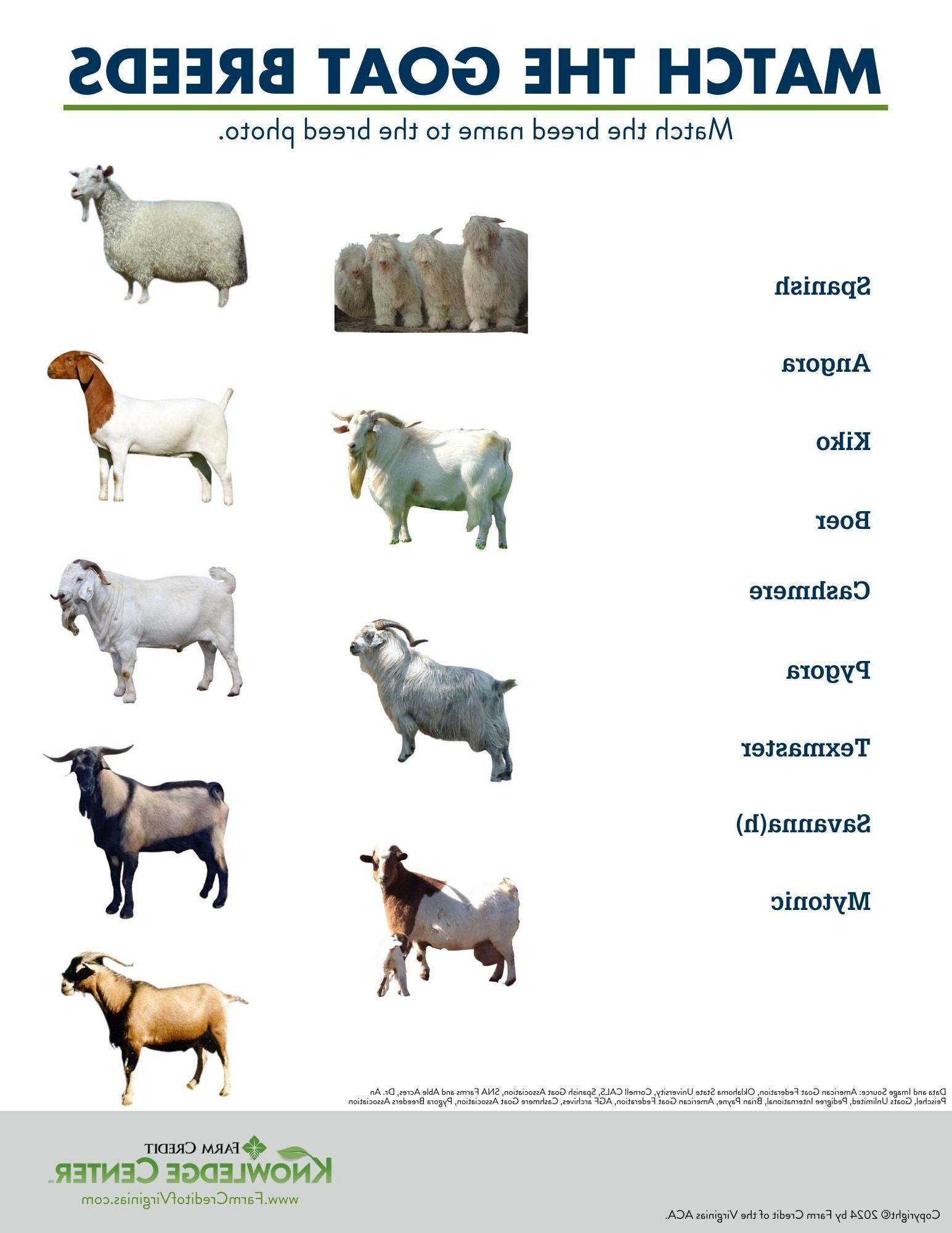 meat and fiber goat worksheet