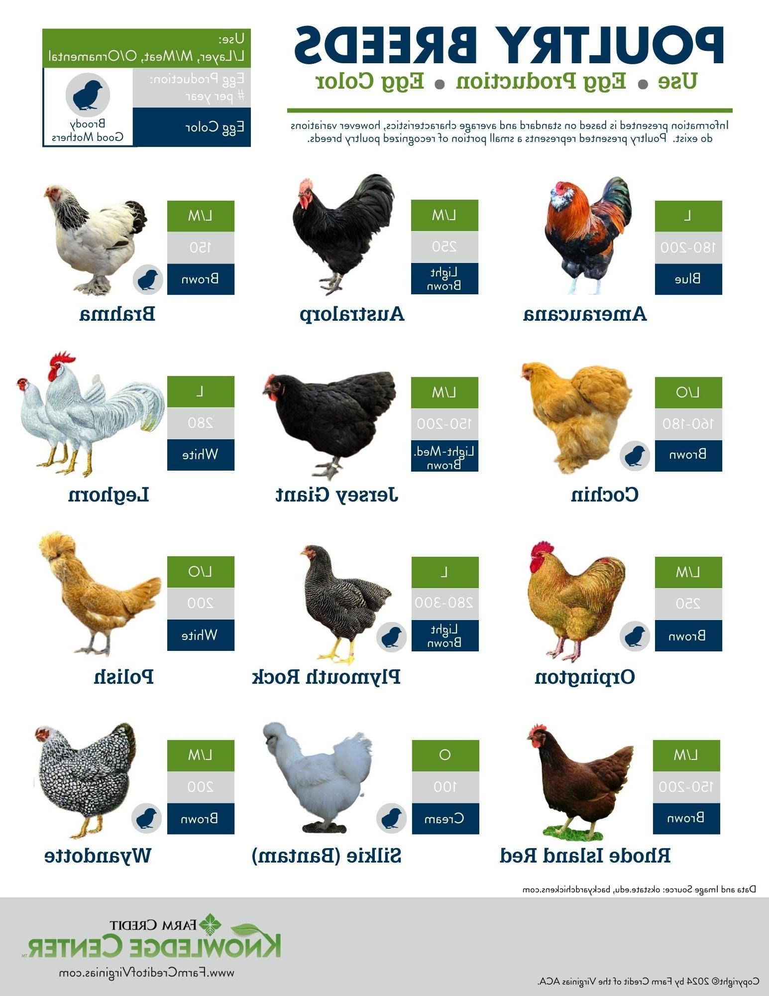 poultry breeds infographic