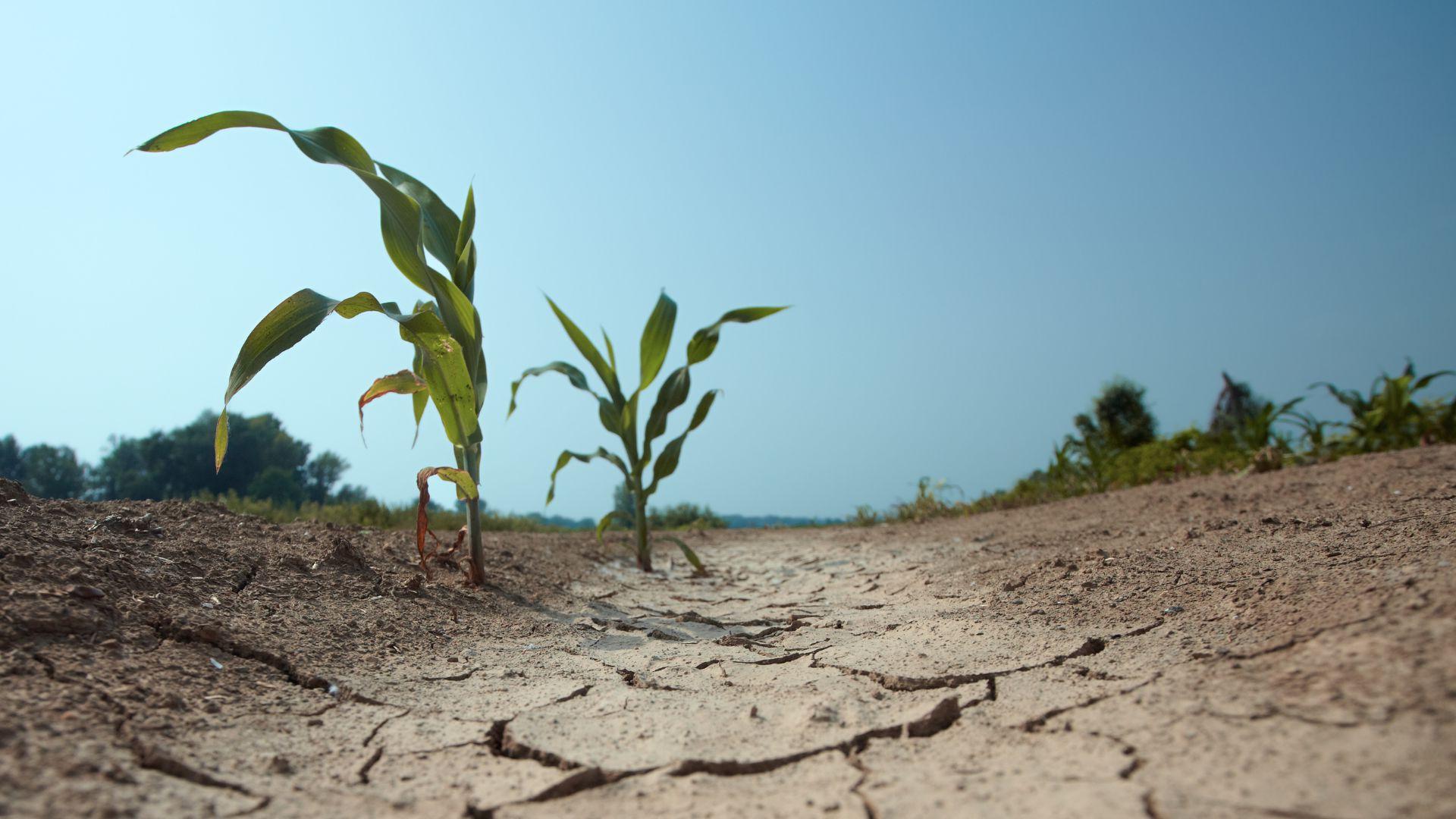 image of drought in corn field